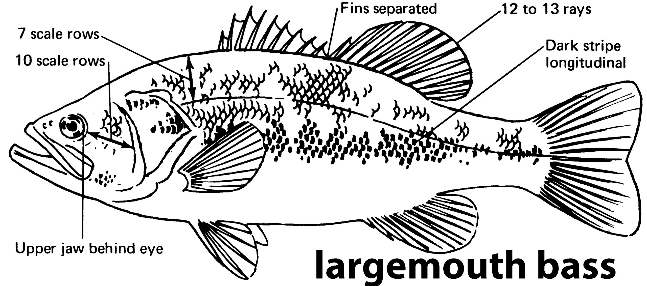 Large Mouth Bass drawing