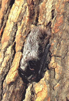 lasionycteris noctivagans