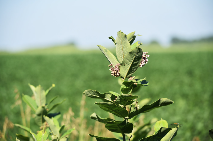 milkweed plant growing in the field with purple flowers and green leaves.