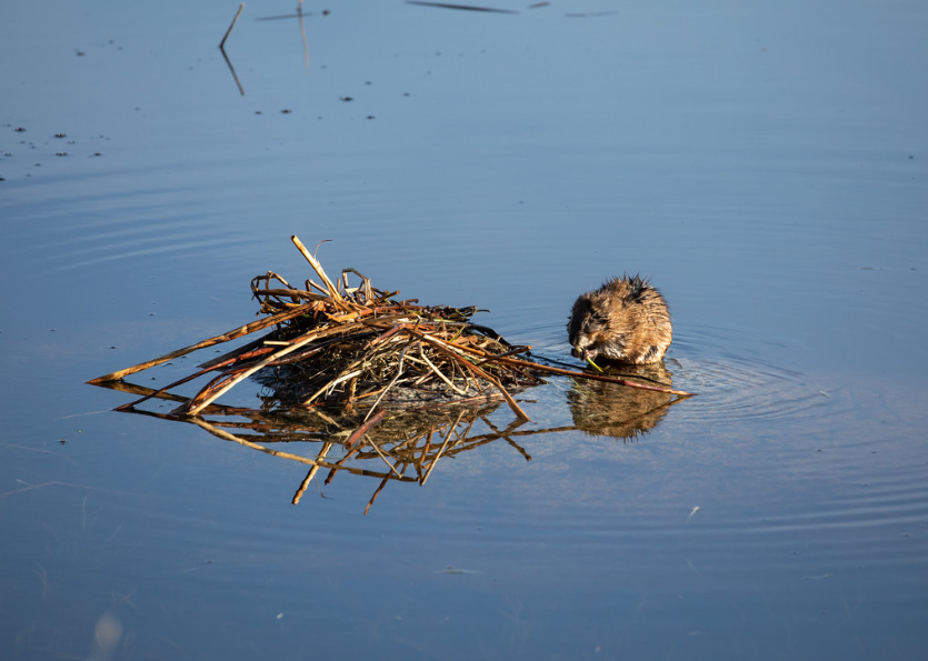 Muskrat eating grass in the lake.