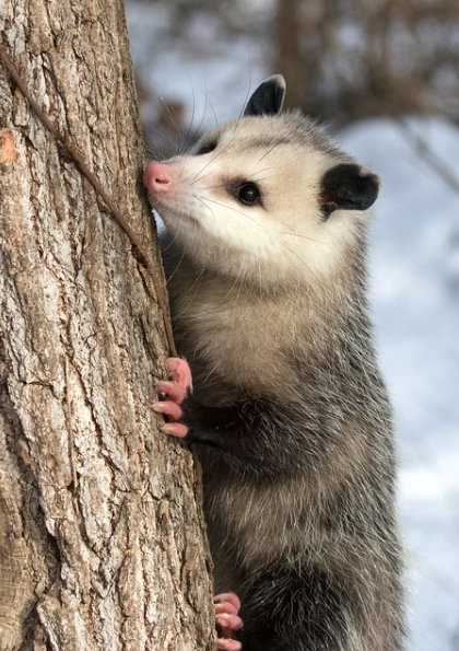 opossum climbing a tree.