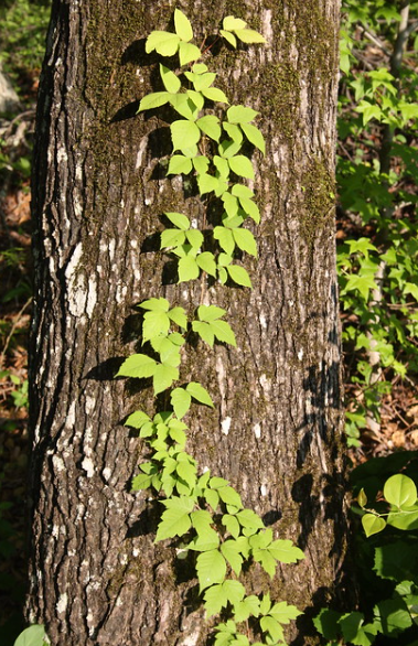 poison ivy climbing up a tree.