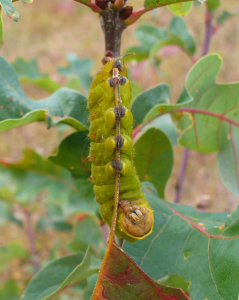 polyphemus moth caterpillar hanging on a stick with bright green body.