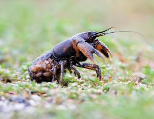 prairie crayfish