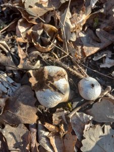puff in leaves