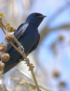 purple martin