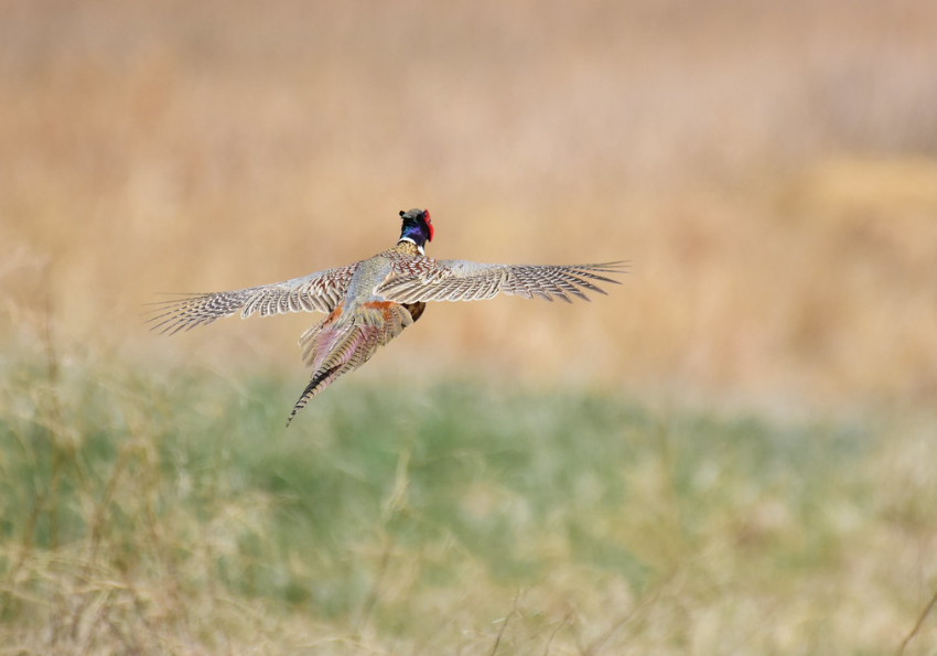 ring necked pheasant flying