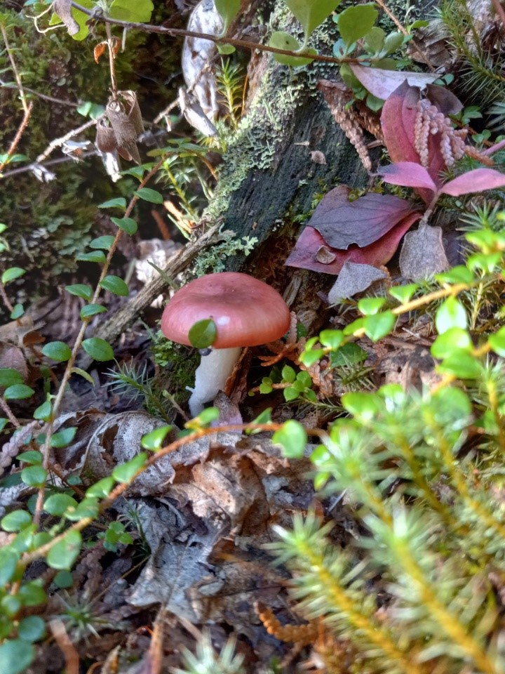 rosy mushroom