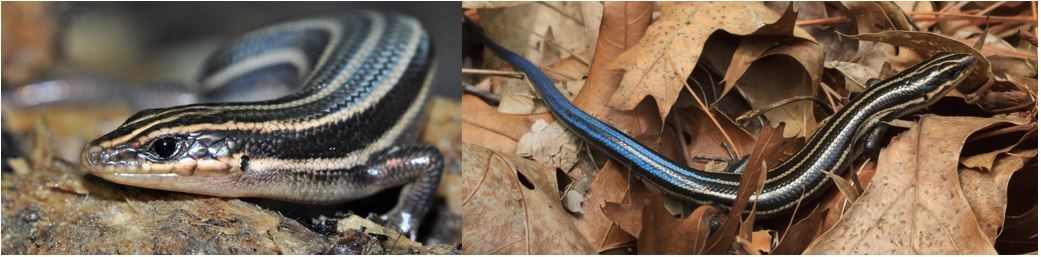skink face in the brown leaves.