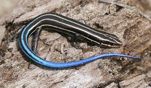 skink in rocks