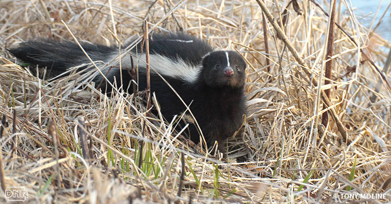 Skunk in grass
