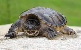 snapper