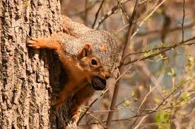 squirrel in tree with a nut in its mouth.
