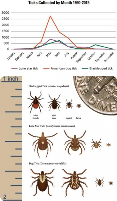ticks population and sizes