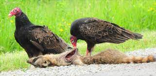 Two Turkey vultures eating off road kill on the ground.
