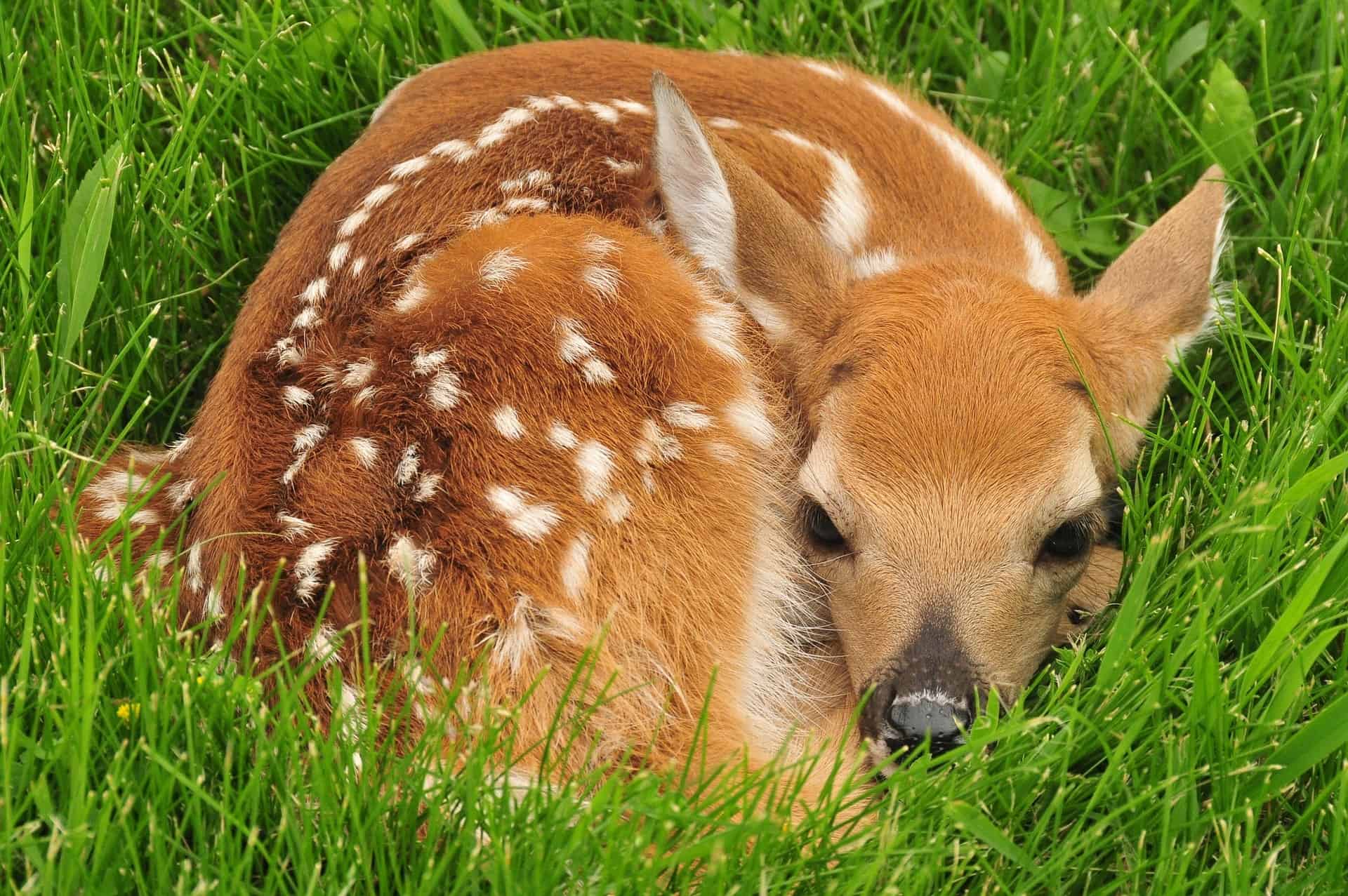 white tailed deer baby curled up in the green grass.