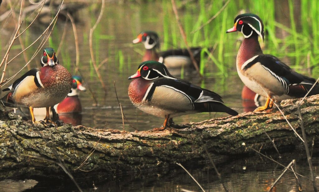 Wood Ducks three in a row on a log in the pond.