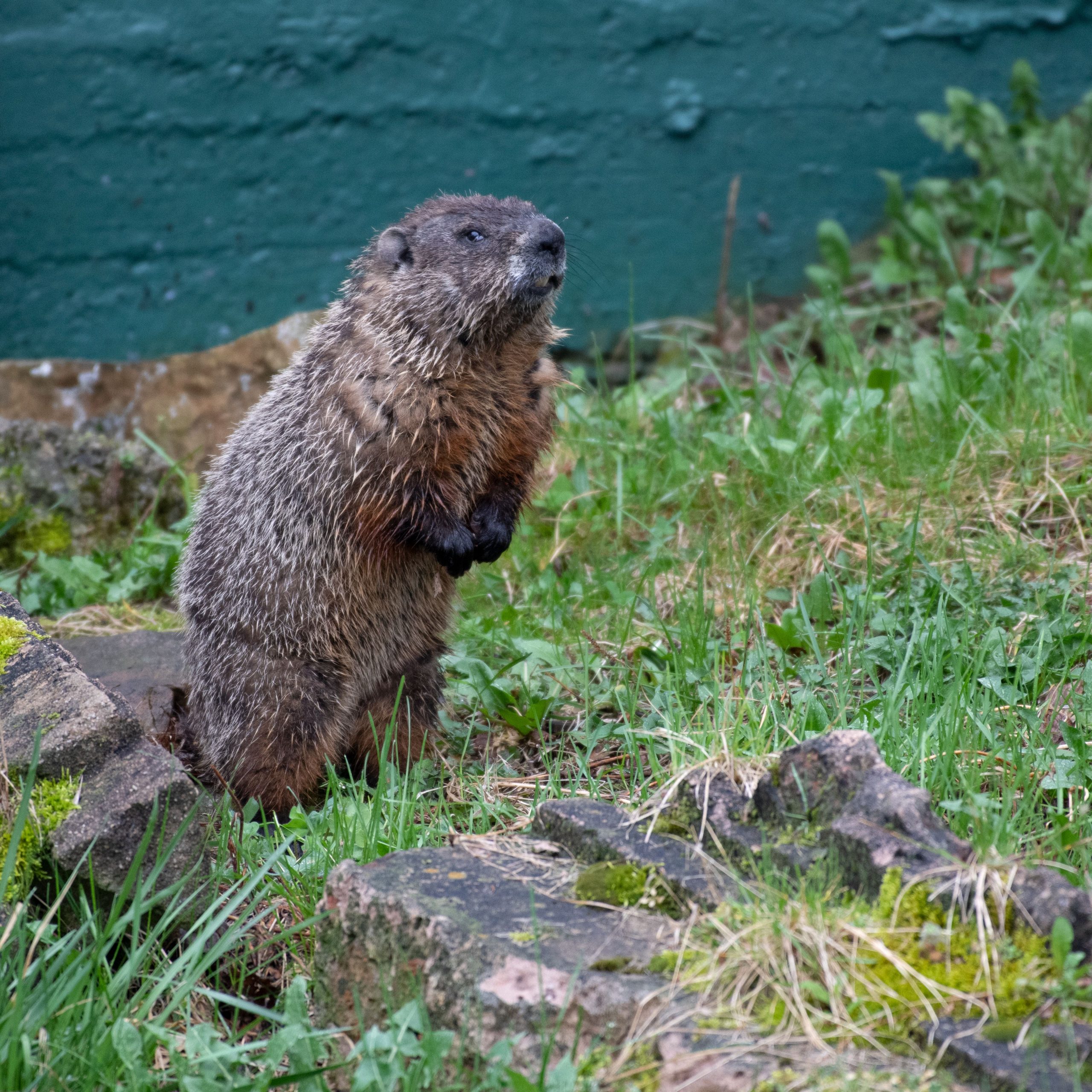 Woodchuck standing on back legs in green grass.