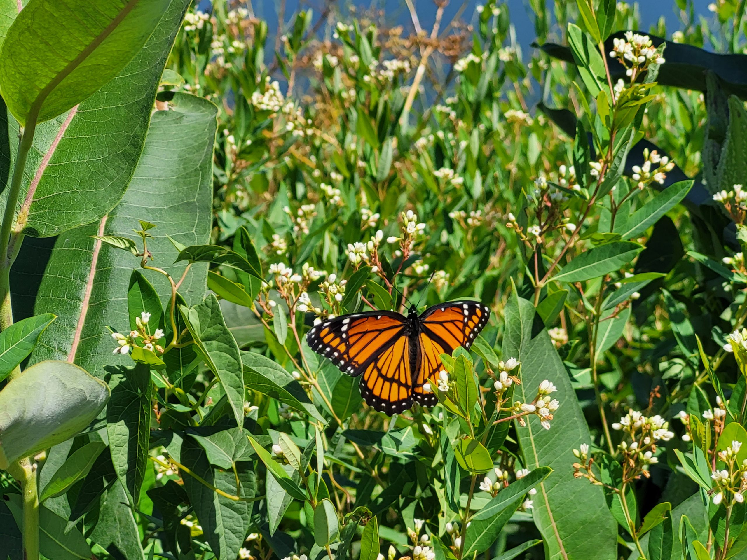 monarch on milkweed