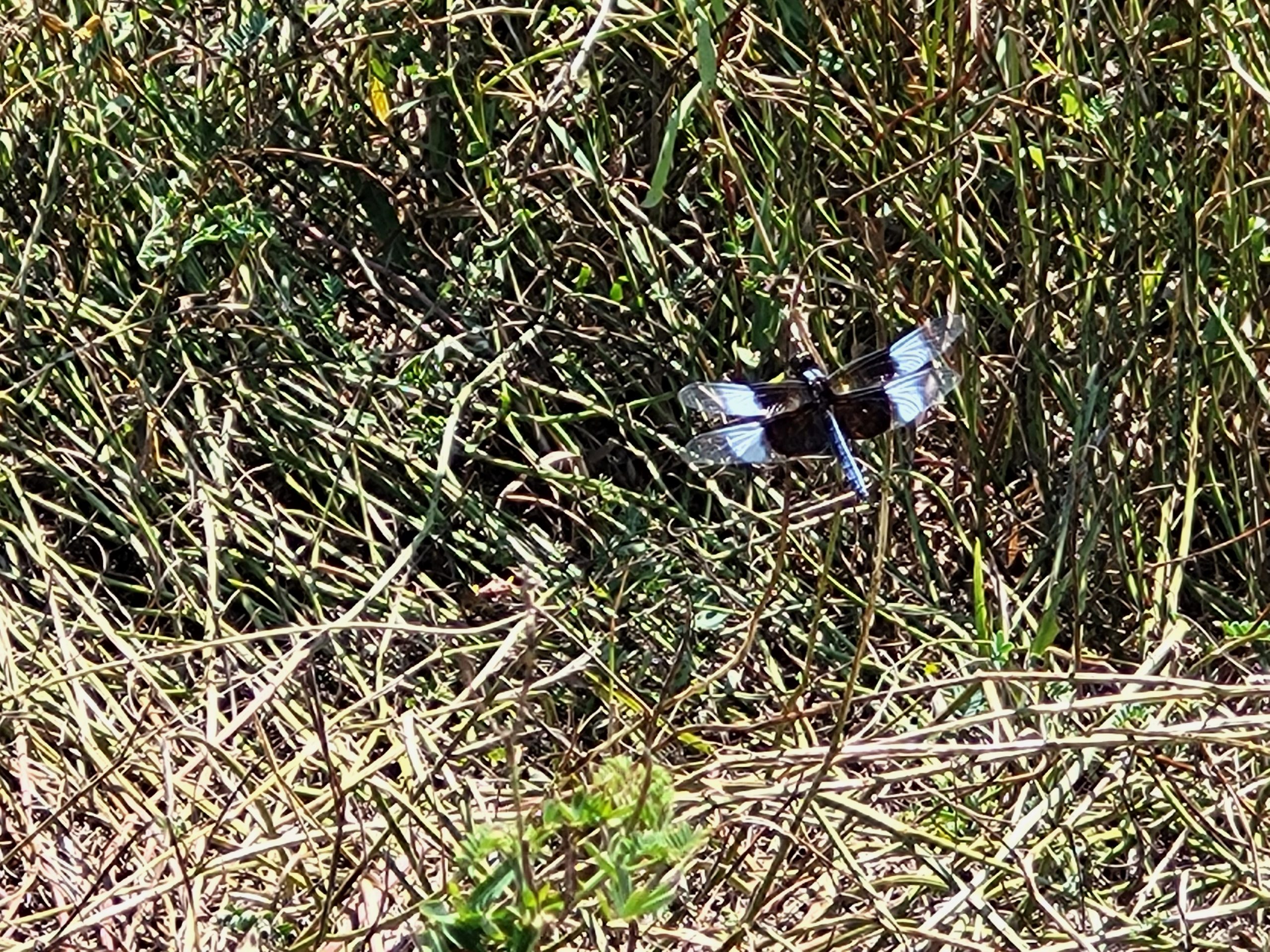 Dragon Fly in the brush