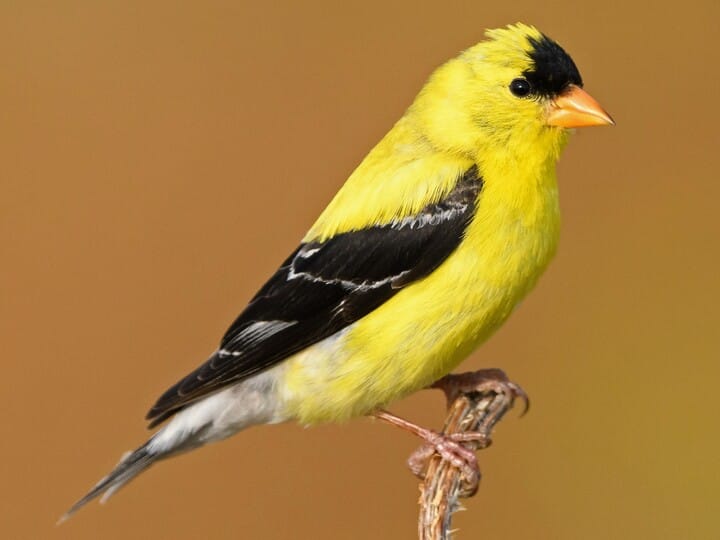 Gold finch on orange background