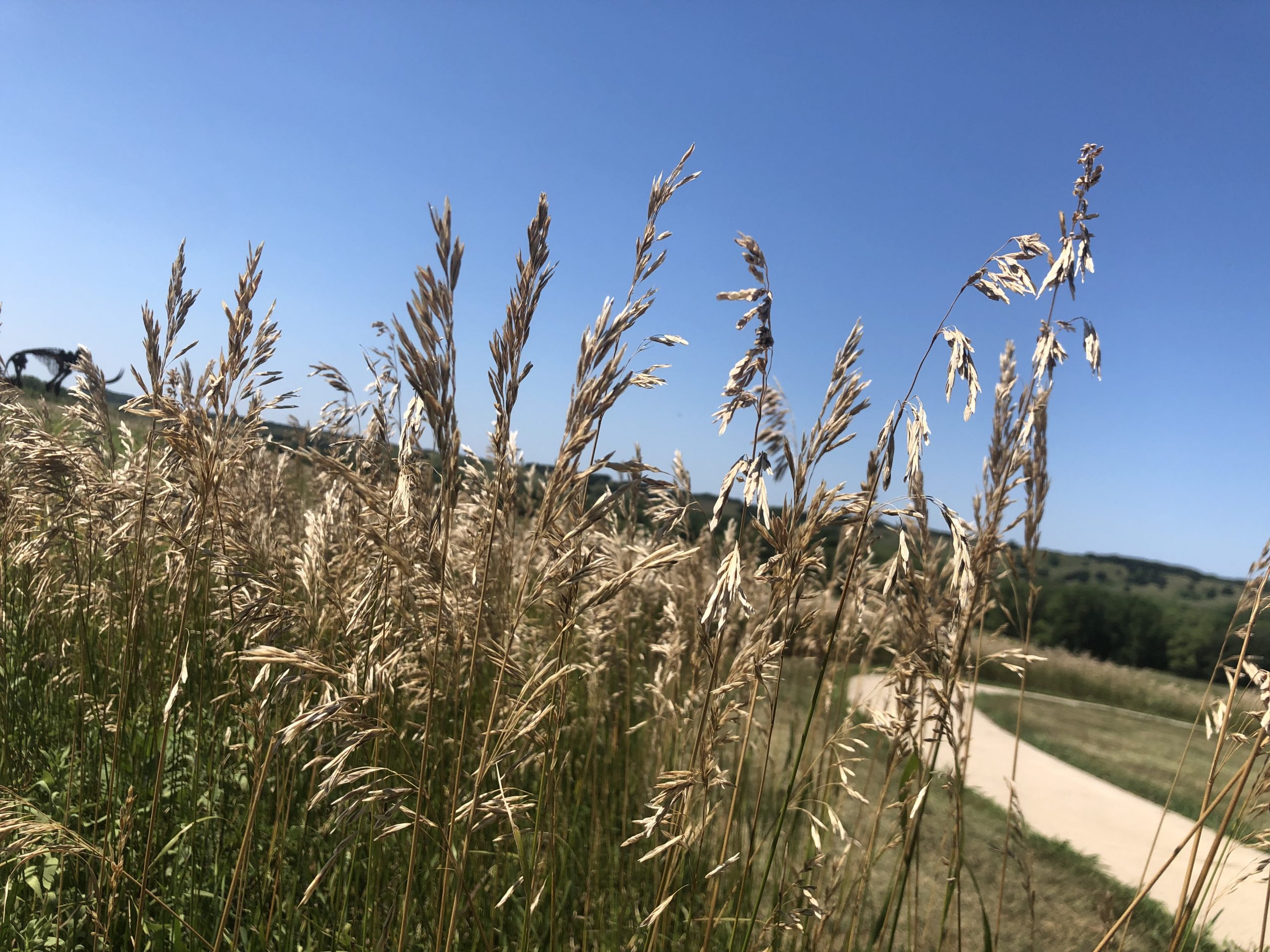 Invasive plant seeds