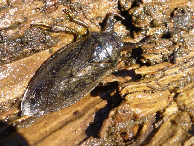 giant waterbug on brown background