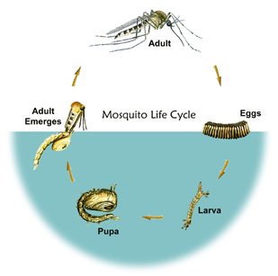 Diagram of mosquito life cycle showing stages: eggs, larva, pupa, and adult.