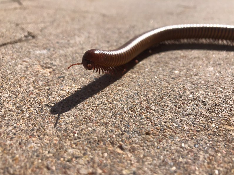 millipede crawling across the ground.