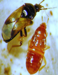 minute pirate bug and larvae