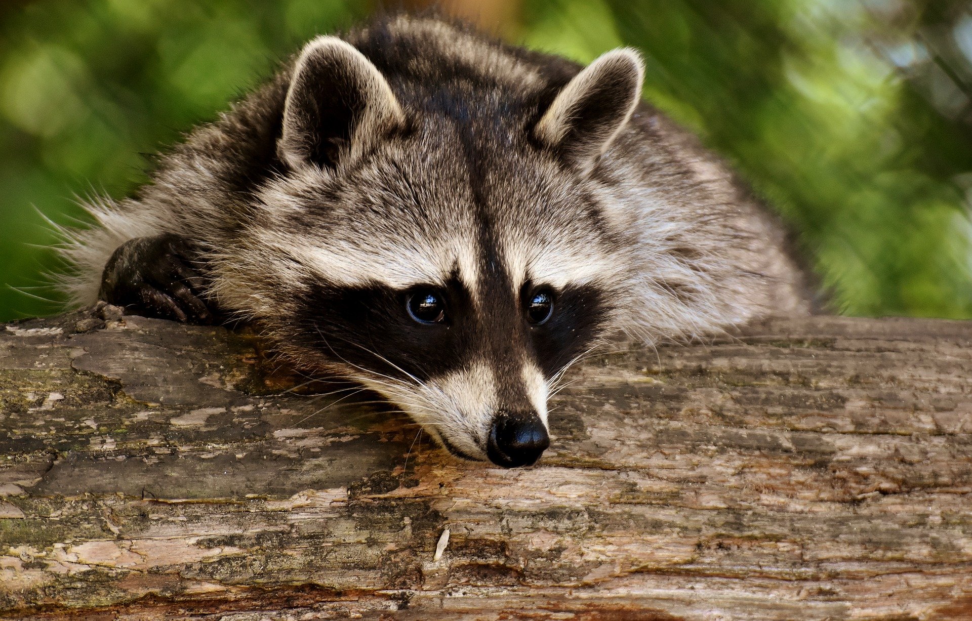 A raccoon lies on a log, its eyes wide and curious.