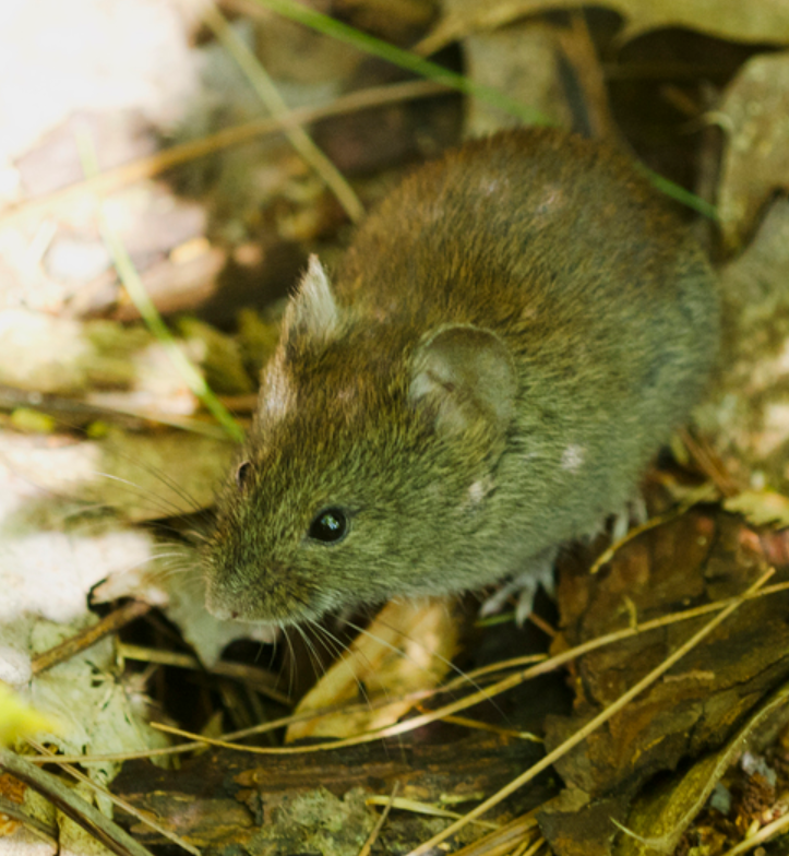 southern red backed shrew