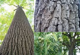 Towering tree viewed from below with textured bark.