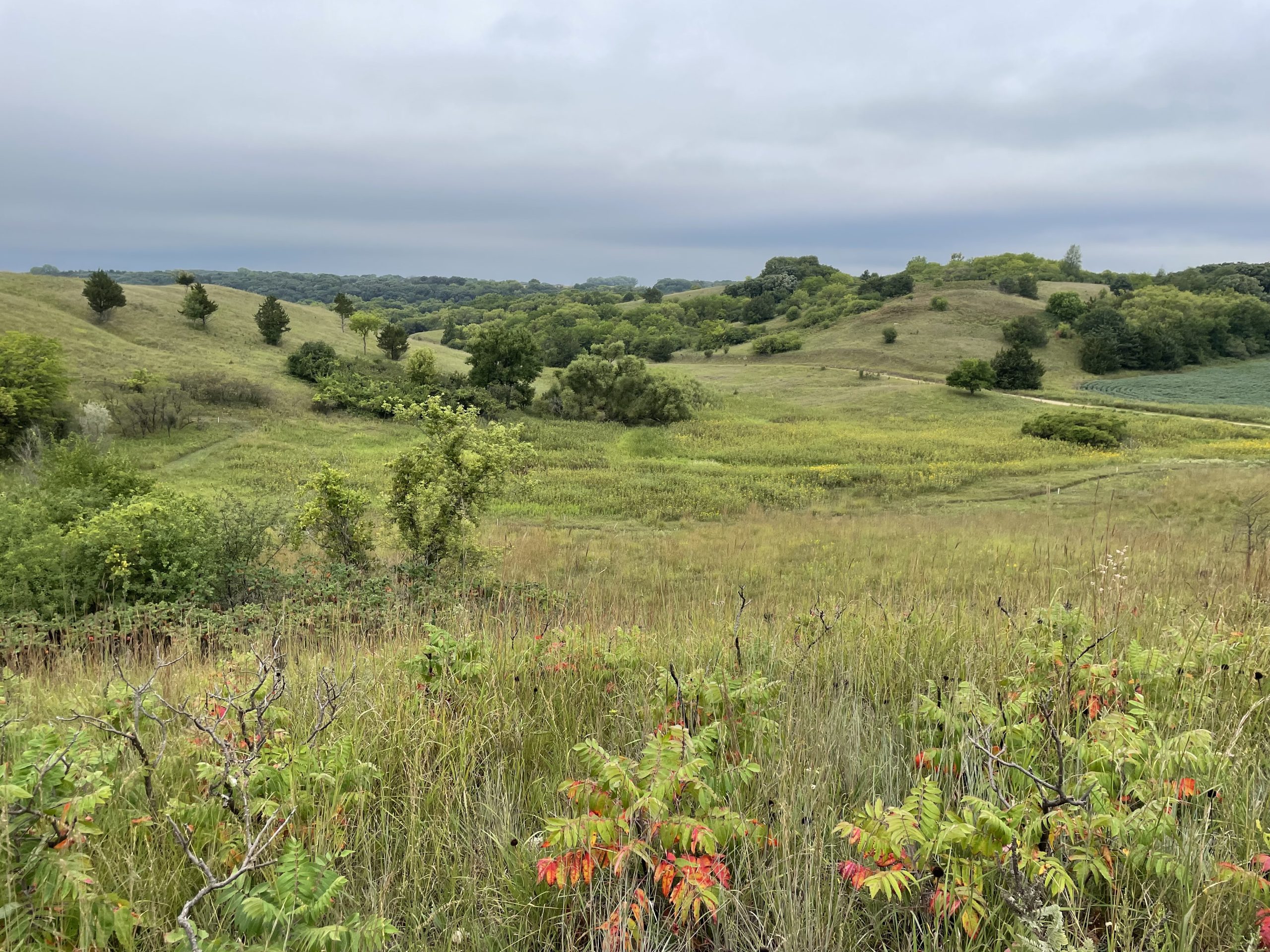 Rolling hills covered in lush green grass and scattered trees under a cloudy sky.