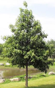 Swamp White Oak tree sample that can be purchased for a memorial