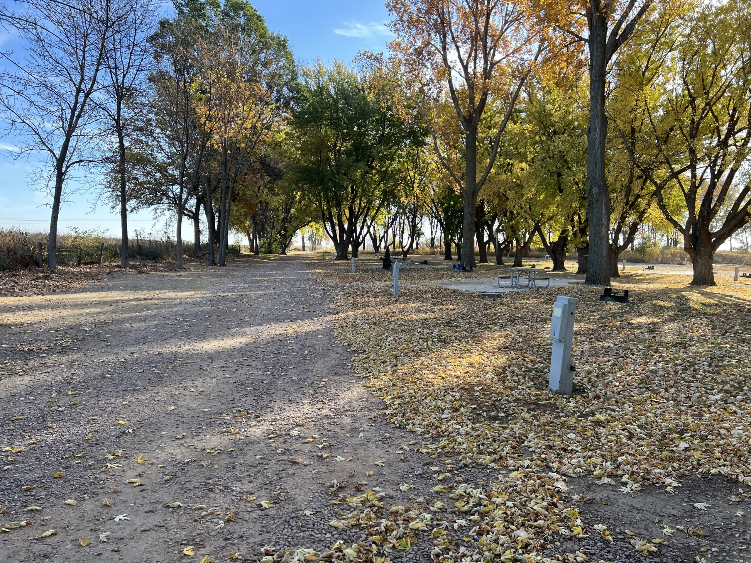 Douma Park campground in the falls with leaves on the ground and half bare trees.