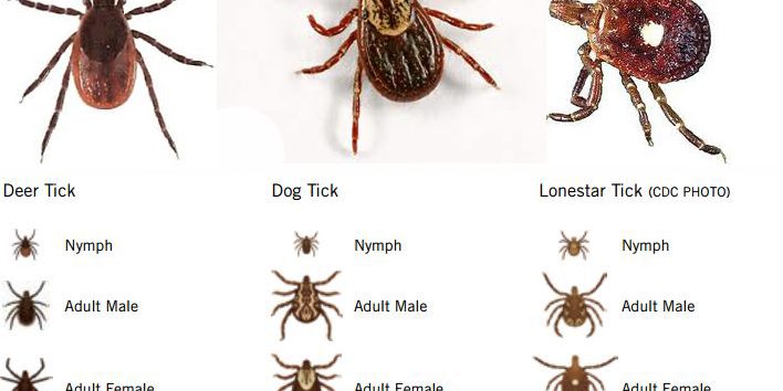Ticks