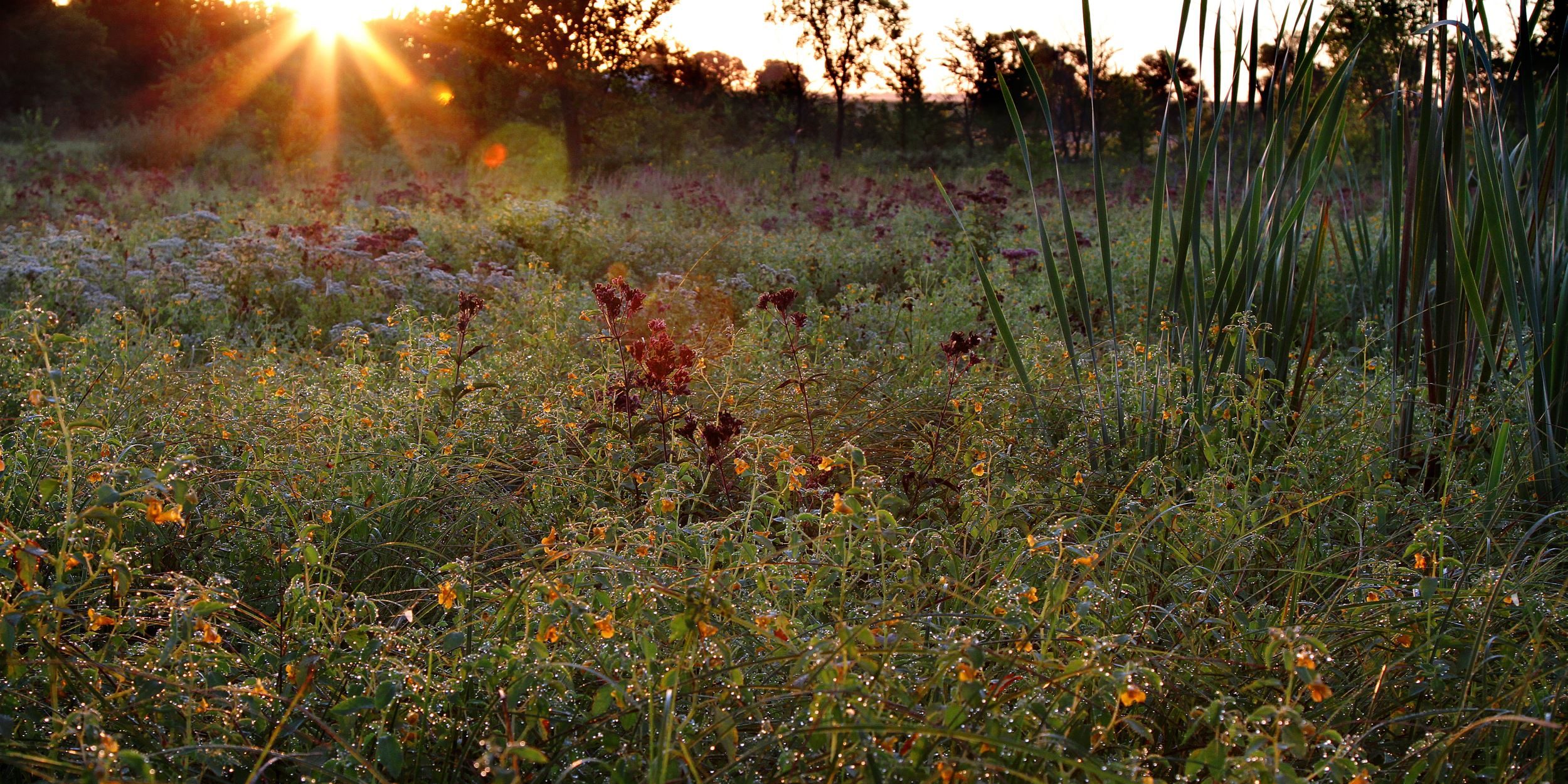 Fen at sunrise showing trees, flowers and native plants.