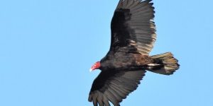 Turkey vulture bird in flight against a blue sky.