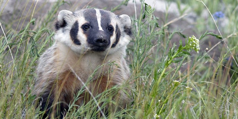 American Badger