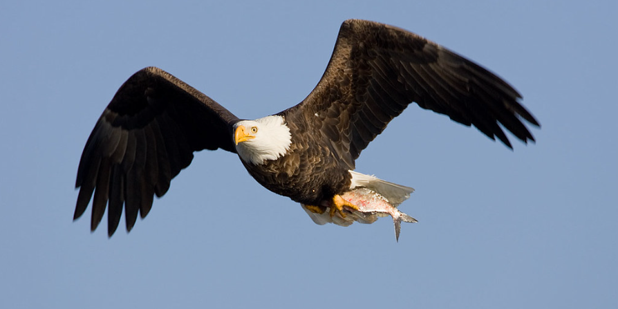 Bald Eagle in flight