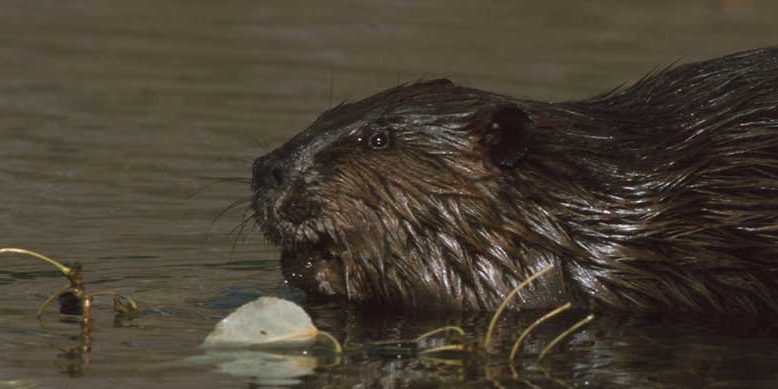 Beaver
