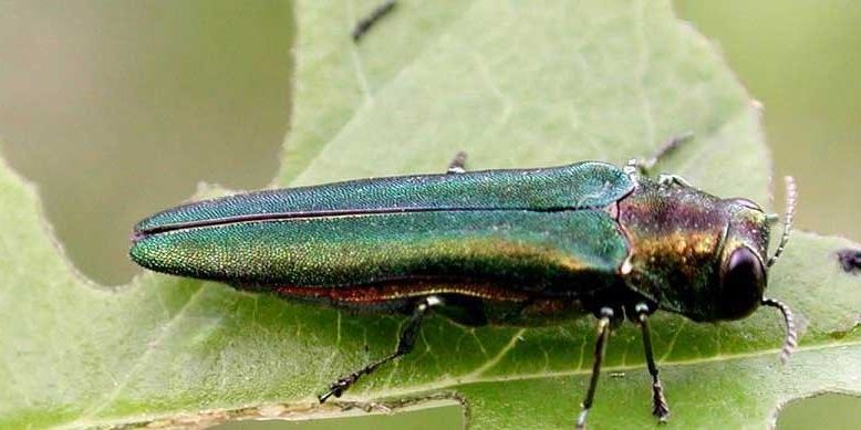 Emerald Ash Borer