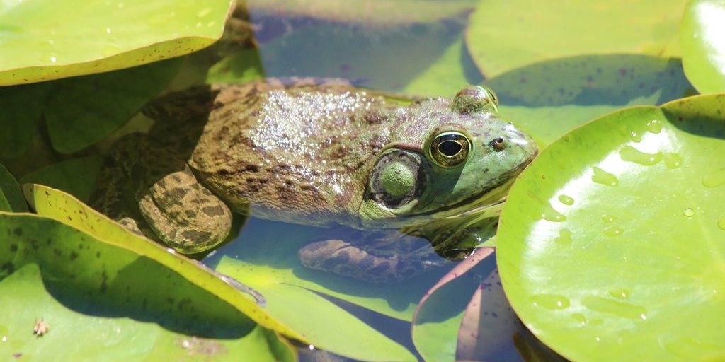 Frog in water