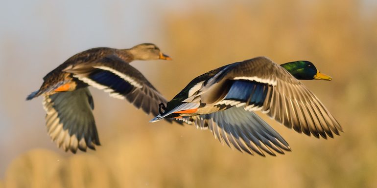 Mallard ducks in flight with wings extended.
