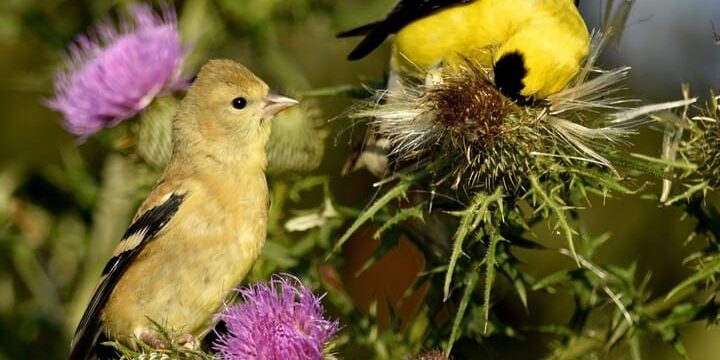 Gold finch on purple thistle flowers