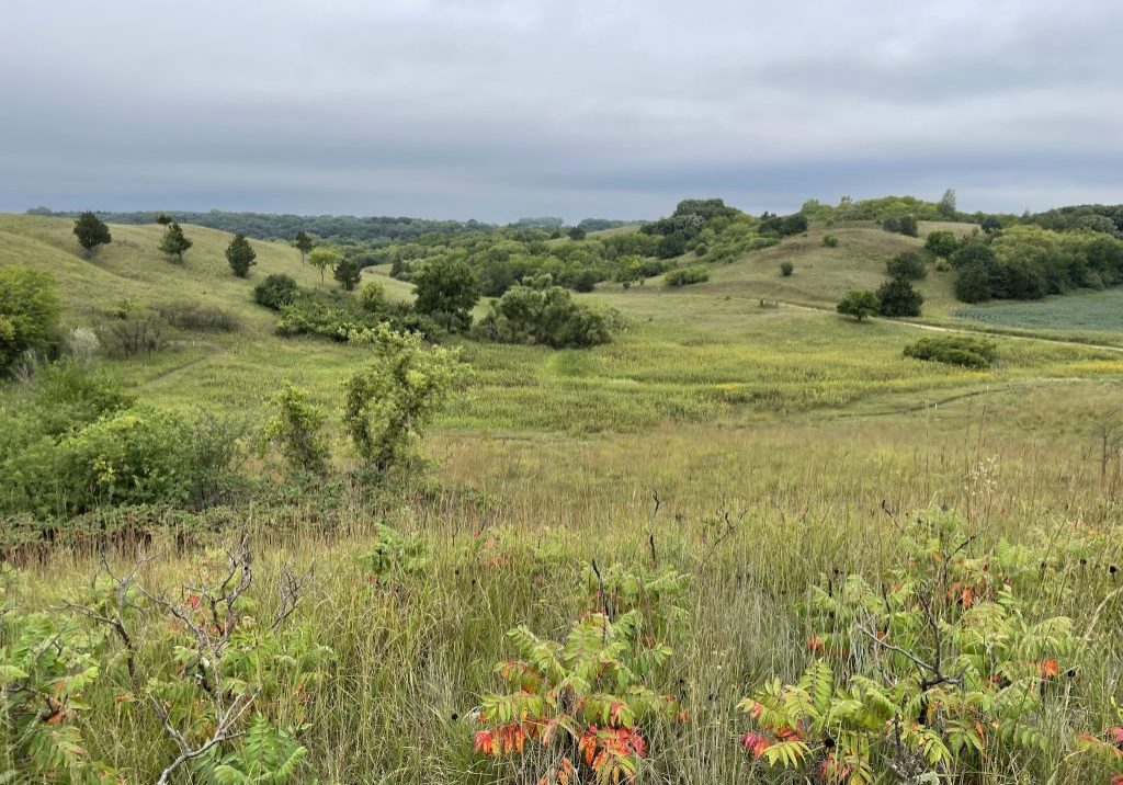 Rolling hills covered in lush green grass and scattered trees under a cloudy sky.