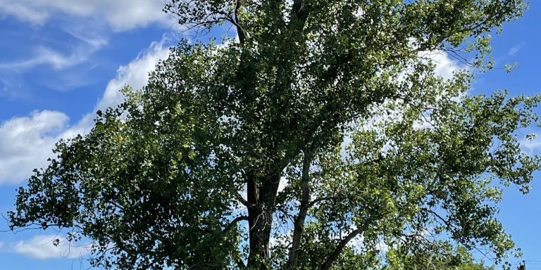Cottonwood Tree