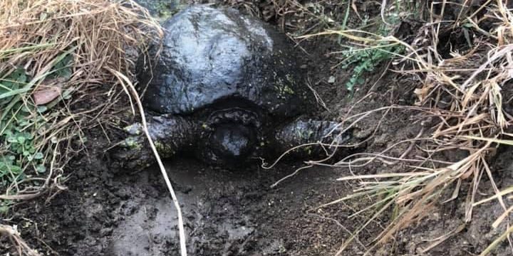 Snapping Turtle