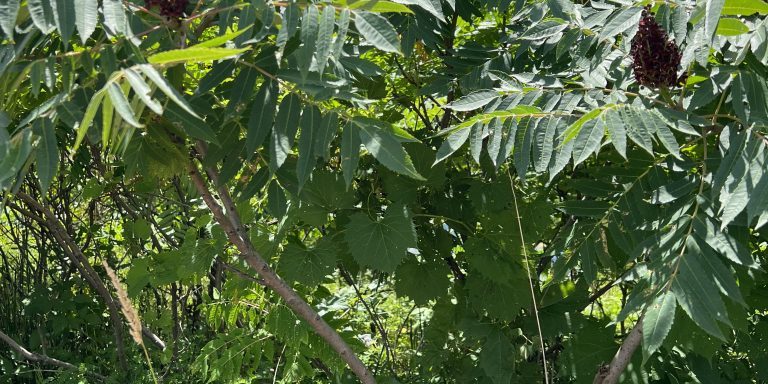 Sumac plant green with red flowers.